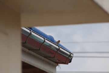 Building rooftop with a little bird 