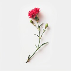 3D Illustration of Carnation Flowers on White Background