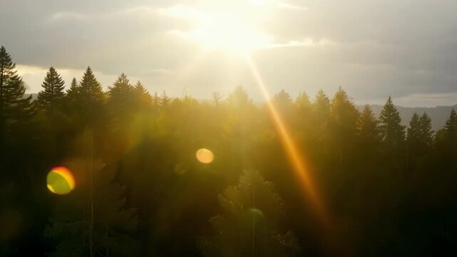 The suns divine rays bursting through the grey sky casting a golden glow over the tranquil forest.
