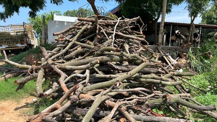 Tree trunk in the woods.Tree stump in the forest.Wood bark ,wood log, dead wood logs.Wood bark of a tree closeup with selective focus and blur