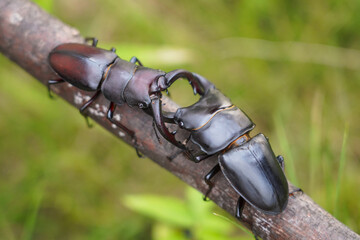 木に水牛型クワガタとオオクワガタの戦い