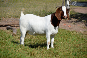 Female Boer goat in Brazil. The Boer is a breed developed in South Africa