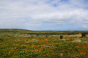 landscape with flowers and rocks in West Coast National Park, South Africa