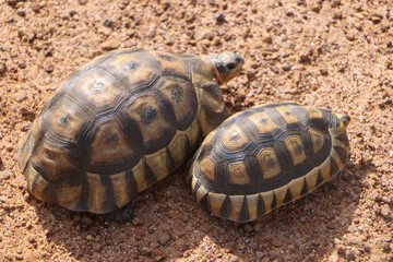 turtle on the ground