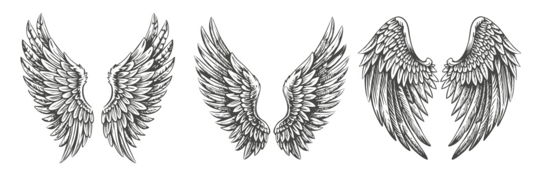 wings set black and white hand drawn vector illustration