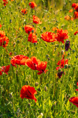 Fototapeta premium Vibrant Red Poppies in Sunlit Meadow. Field of Wild Flowers in Full Bloom
