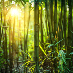 bamboo forest in the morning with morning sun shine
