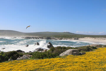 wildflowers blooming in West Coast National Park, South Africa