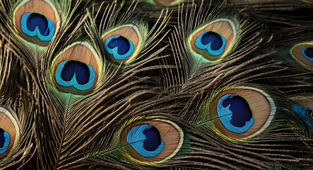 Fototapeta premium A vibrant illustration of peacock feathers in an extreme close-up, highlighting the vivid colors and intricate patterns, with space for text.