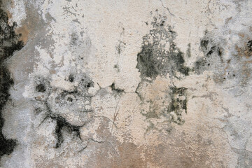 Fototapeta premium wall texture