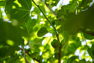 View of Fig Trees Green Foliage from Under the Tree