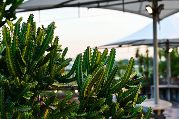 Airport Blvd, Singapore- MAY 28, 2023: Cactus garden at Singapore Changi Airport.