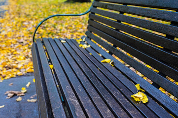 Fallen leaves on park chairs