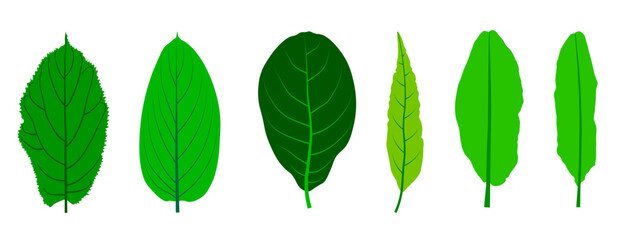 set of green leaf vector illustration on a white background.