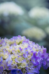 Obraz premium 青い紫陽花