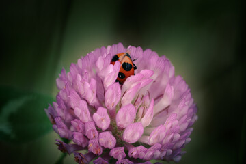 ムラサキツメクサに隠れるテントウムシ