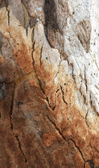 Eucalyptus tree bark texture, Bark of eucalyptus tree, seamless texture, a eucalyptus tree bark texture background image