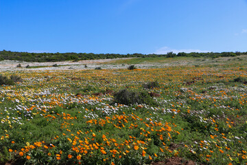 landscape with wildflowers in West Coast National Park, South Africa