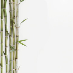 Naklejka premium Minimalist Bamboo Stalks on White Background