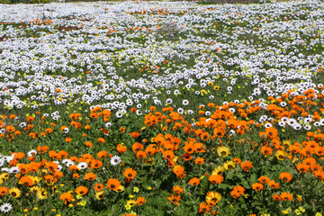 landscape with wildflowers in West Coast National Park, South Africa © Hanlu