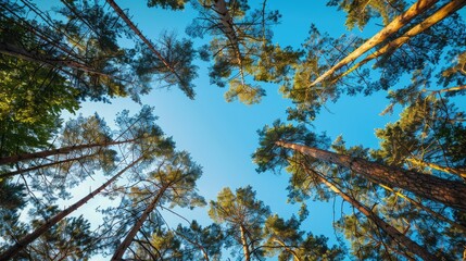 Obraz premium Tall trees extending into a clear blue sky, showcasing the harmony of nature. Peaceful and scenic view of treetops