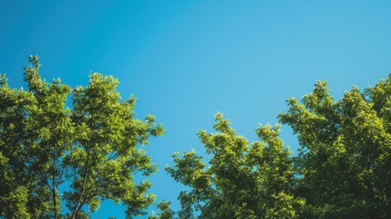 Obraz premium Top of green trees against a clear blue sky, highlighting the calm and beauty of nature. Serene outdoor scenery