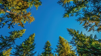 Obraz premium Vibrant treetops reaching towards a clear blue sky, showcasing the beauty of nature and a serene outdoor scene