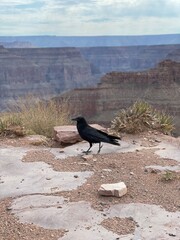 Bird in Canyon
