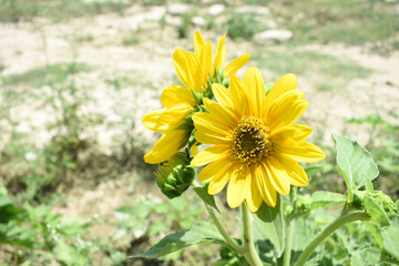 Closeup of a sunflower growing in a field of sunflowers during a nice sunny summer day, Sunflower natural background. flower blooming, Beautiful field of blooming sunflowers, Chakwal, Punjab, Pakistan