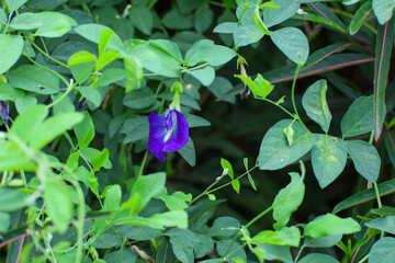 Blue butterfly pea flowers on the butterfly pea tree