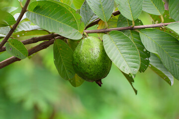 Young guava fruit on the guava tree