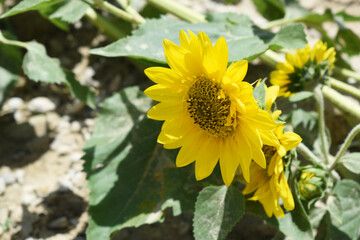 Closeup of a sunflower growing in a field of sunflowers during a nice sunny summer day, Sunflower natural background. flower blooming, Beautiful field of blooming sunflowers, Chakwal, Punjab, Pakistan