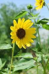 Fototapeta premium Closeup of a sunflower growing in a field of sunflowers during a nice sunny summer day, Sunflower natural background. flower blooming, Beautiful field of blooming sunflowers, Chakwal, Punjab, Pakistan