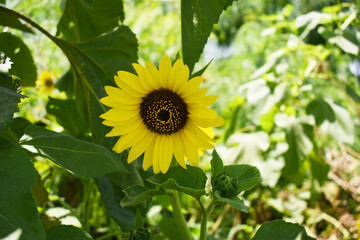 Closeup of a sunflower growing in a field of sunflowers during a nice sunny summer day, Sunflower natural background. flower blooming, Beautiful field of blooming sunflowers, Chakwal, Punjab, Pakistan