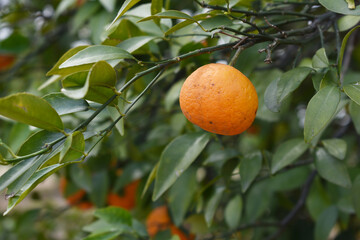 ripe oranges on tree, close-up of a beautiful orange tree with orange, fruit hanging on a tree, Close-up of ripe oranges hanging on a tree in an orange plantation garden, Chakwal, Punjab, Pakistan