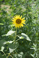 Closeup of a sunflower growing in a field of sunflowers during a nice sunny summer day, Sunflower natural background. flower blooming, Beautiful field of blooming sunflowers, Chakwal, Punjab, Pakistan