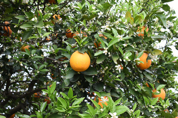 ripe oranges on tree, close-up of a beautiful orange tree with orange, fruit hanging on a tree, Close-up of ripe oranges hanging on a tree in an orange plantation garden, Chakwal, Punjab, Pakistan