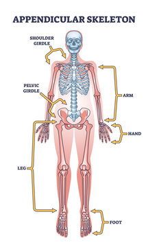 Appendicular skeleton with human body skeletal system parts outline diagram, transparent background. Labeled educational scheme with shoulder and pelvic girdle, arm, hand.