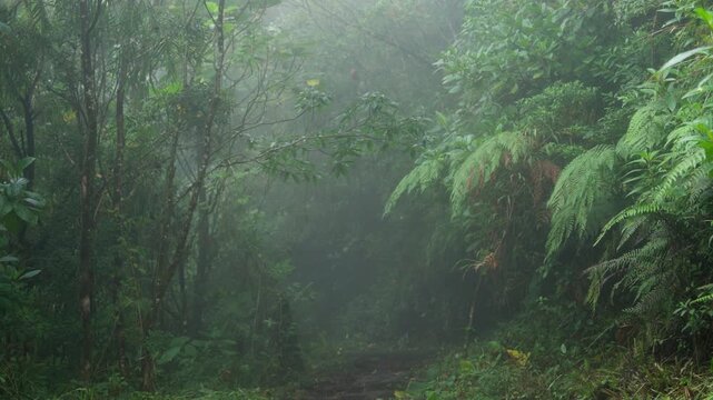 Hermoso paisaje con mucha neblina en medio del bosque tropical nuboso rodeado de helechos y mucha vegetaci&oacute;n