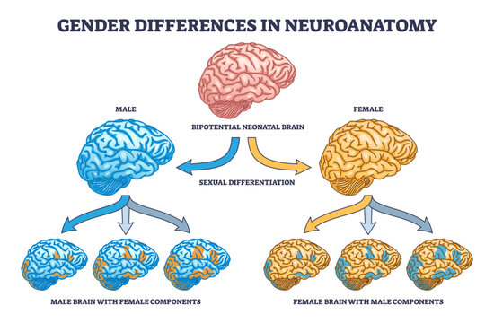 Gender differences graphic in neuroanatomy with female and male brain outline diagram, transparent background. Labeled educational scheme.
