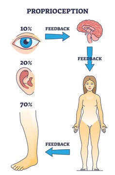 Proprioception or kinesthesia as body part sensory perception outline diagram, transparent background. Labeled educational scheme with visual.