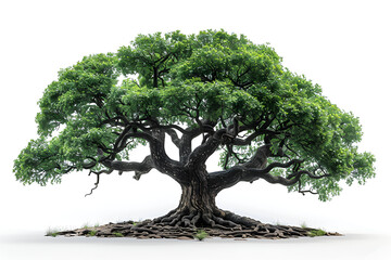 A large tree with roots spreading out in the ground, symbolizing strength and stability in nature.