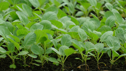 Patterns and abstract shapes of green vegetable seeds. Abstract patterns, shapes and textures for banner background or graphic design. Vegetable seeds are planted in the nursery