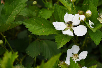 Blackberry flowers in the garden, Beautiful in spring bloom garden. Blackberry bush with white...
