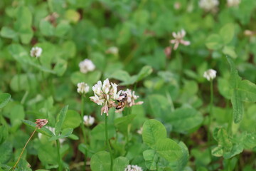 Bee on Dutch White Clover