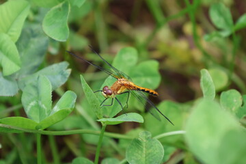 Meadowhawk on clover