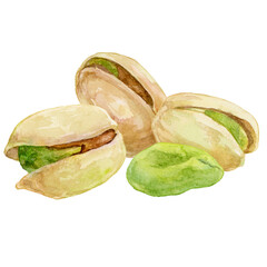 ピスタチオの手書き水彩イラスト