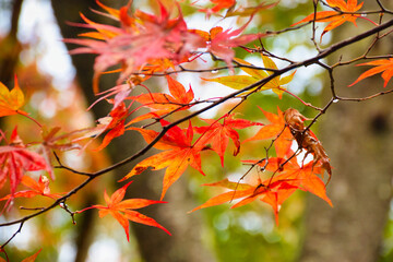 京都　大原　宝泉院　宝楽園　美しい秋の庭園と紅葉（日本京都府京都市）
Beautiful autumn garden and autumn leaves at　Horakuen（Horaku-en,Hōraku-en), Hosen-in Temple(Hosenin Temple, Hōsen-in), Ohara, Kyoto,Japan