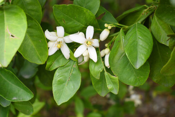 White little flower on orange tree, Blossoming orange tree flowers, closeup of Orange tree branches with white flowers, buds and leaves, Chakwal, Punjab, Pakistan