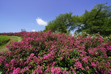青空に映える百日紅のピンクの花